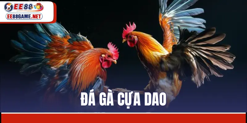 Đá gà cựa dao