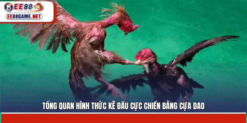 Tổng quan hình thức kê đấu cực chiến bằng cựa dao