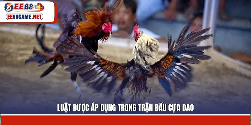 Luật được áp dụng trong đá gà cựa dao